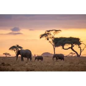 Coucher de soleil sur les éléphants